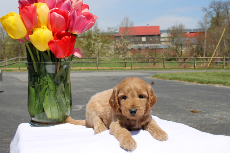 puppy, for, sale, Mini Goldendoodle F2, Matthew B. Stoltzfus, dog, breeder, Gap, PA, dog-breeder, puppy-for-sale, forsale, nearby, find, puppyfind, locator, puppylocator, aca